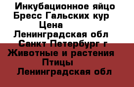 Инкубационное яйцо Бресс Гальских кур › Цена ­ 100 - Ленинградская обл., Санкт-Петербург г. Животные и растения » Птицы   . Ленинградская обл.